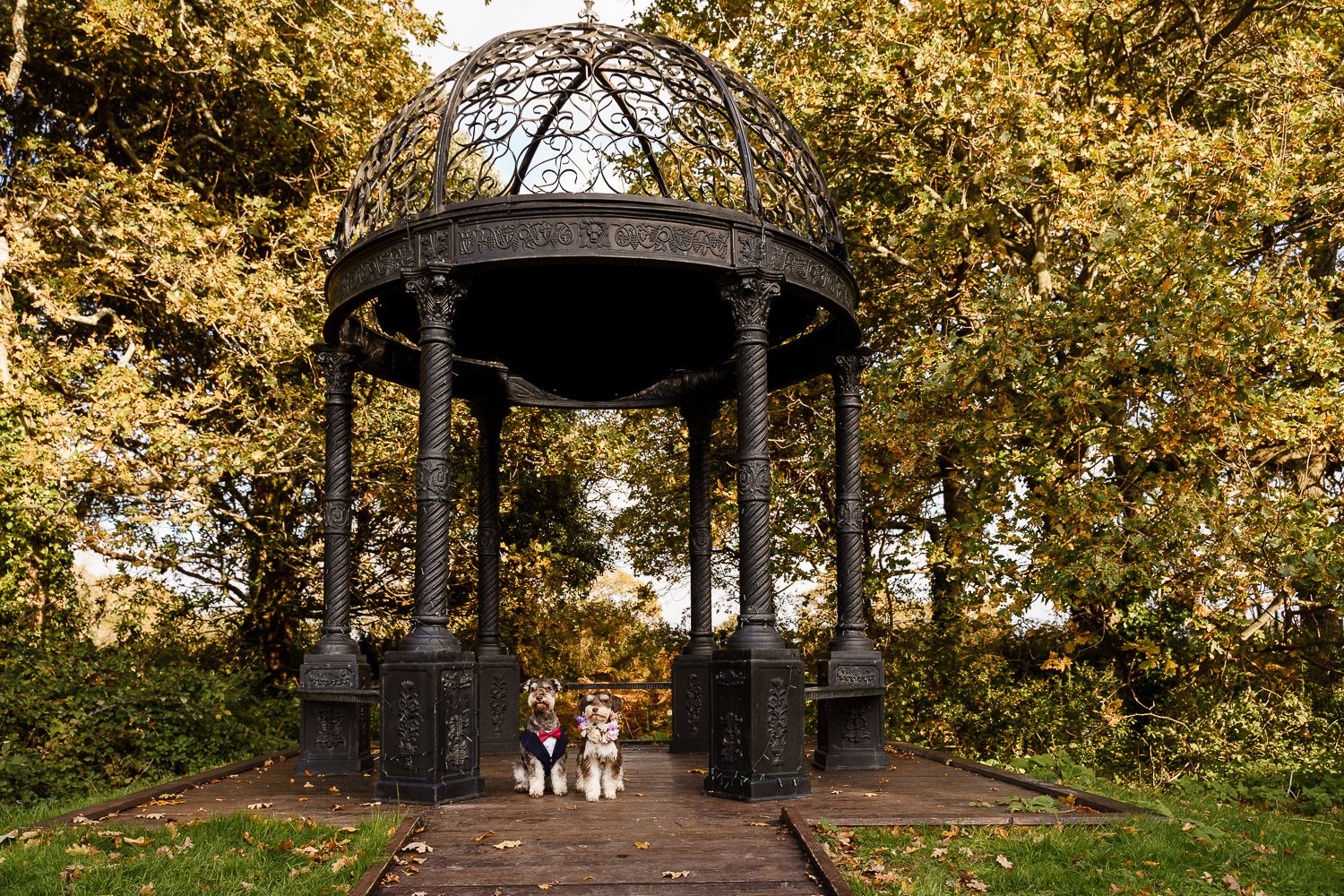 Two schnauzers in a tuxedo and flower collar in an outdoor wedding pergola. Top 10 dog-friendly wedding tips.