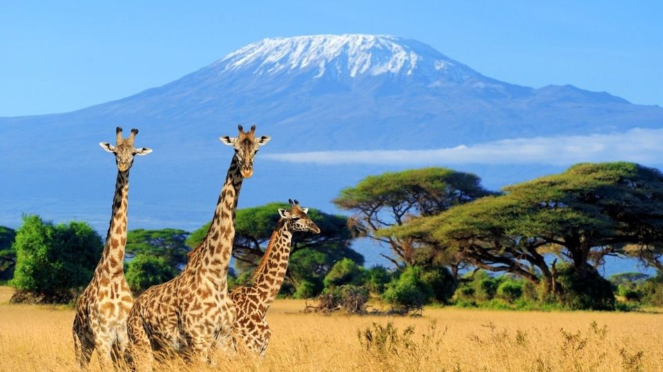 Kilimanjaro