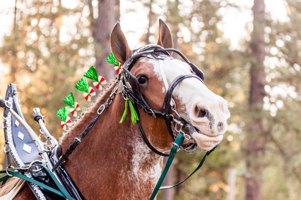 Draft Horse Classic at the Nevada County Fairgrounds |Lenkaland Photography