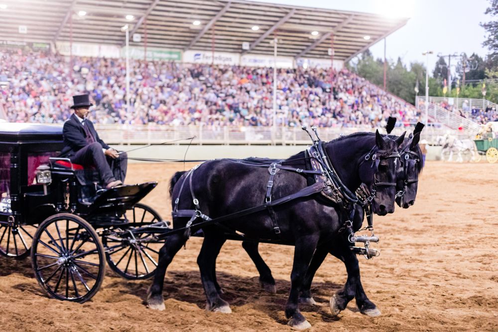 Draft Horse Classic at the Nevada County Fairgrounds |Lenkaland Photography