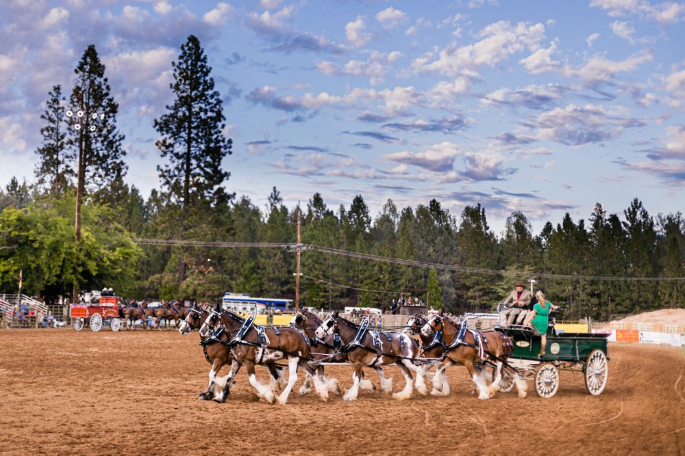 Draft Horse Classic at the Nevada County Fairgrounds |Lenkaland Photography