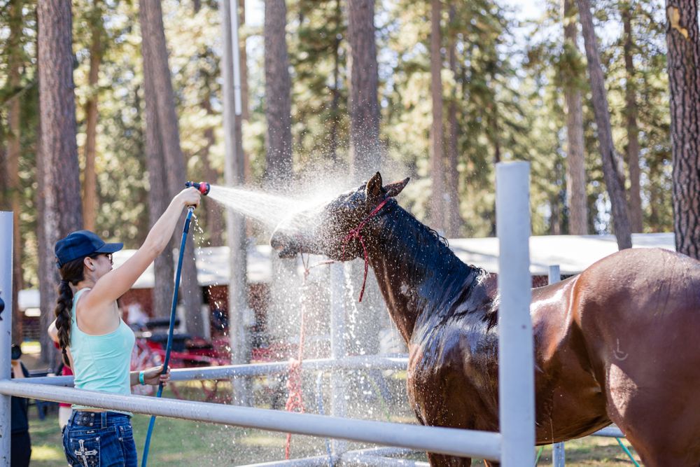 Draft Horse Classic at the Nevada County Fairgrounds |Lenkaland Photography