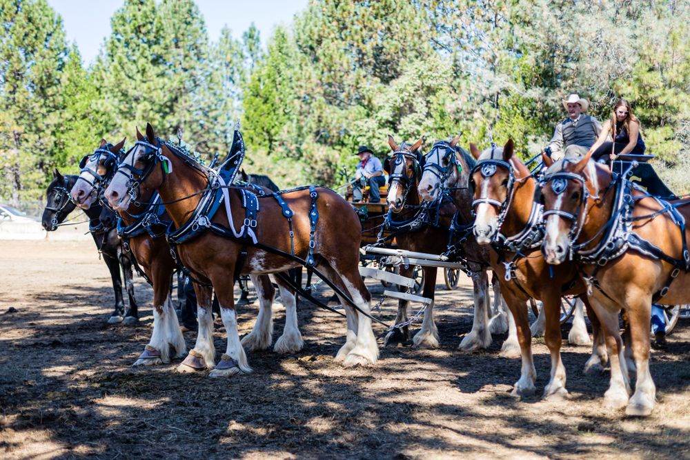 Draft Horse Classic at the Nevada County Fairgrounds |Lenkaland Photography