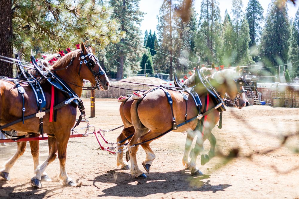 Draft Horse Classic at the Nevada County Fairgrounds |Lenkaland Photography