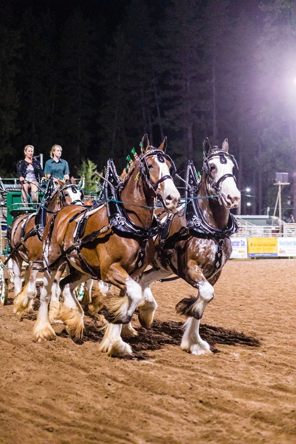 Draft Horse Classic at the Nevada County Fairgrounds |Lenkaland Photography