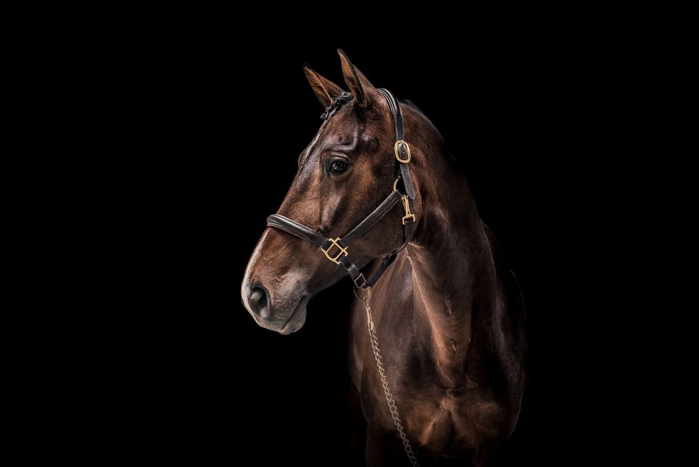 Equine Fine Art Photography