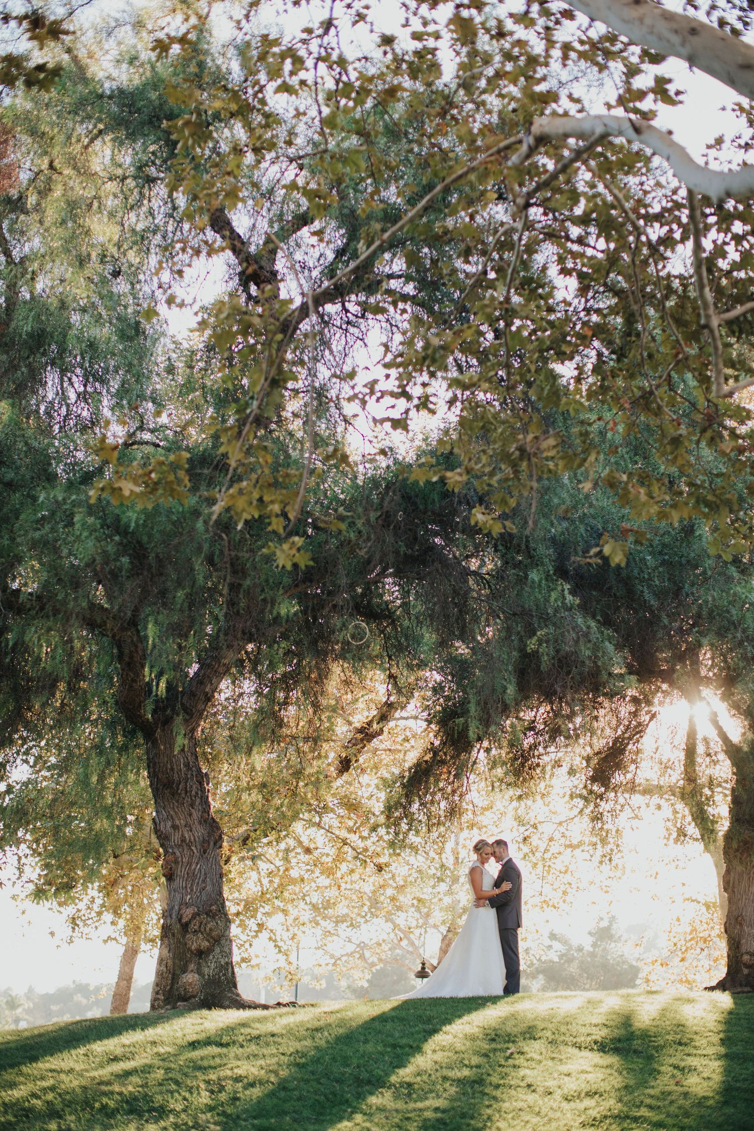Oak Tree