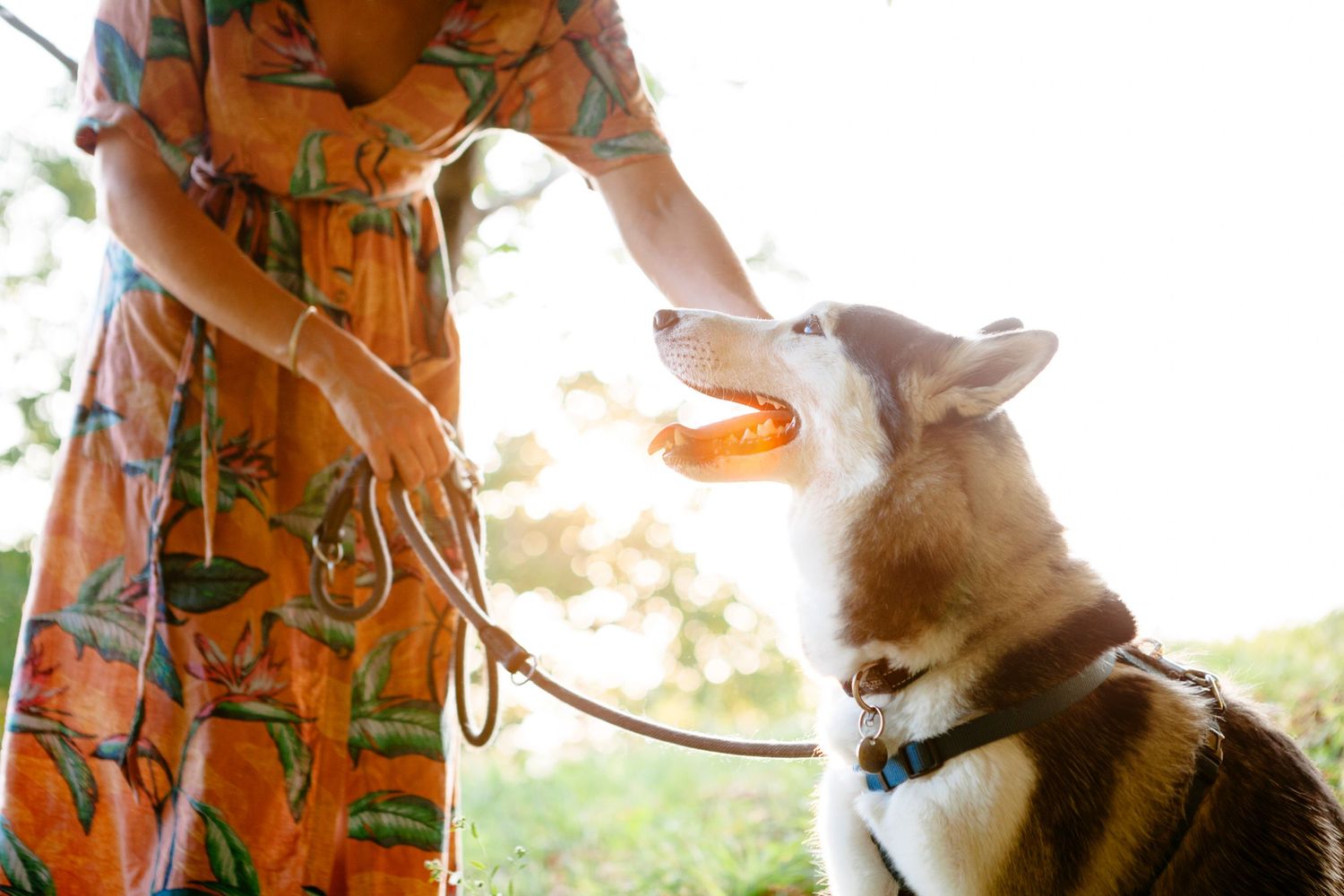 husky dog in engagement photo shoot in Italy