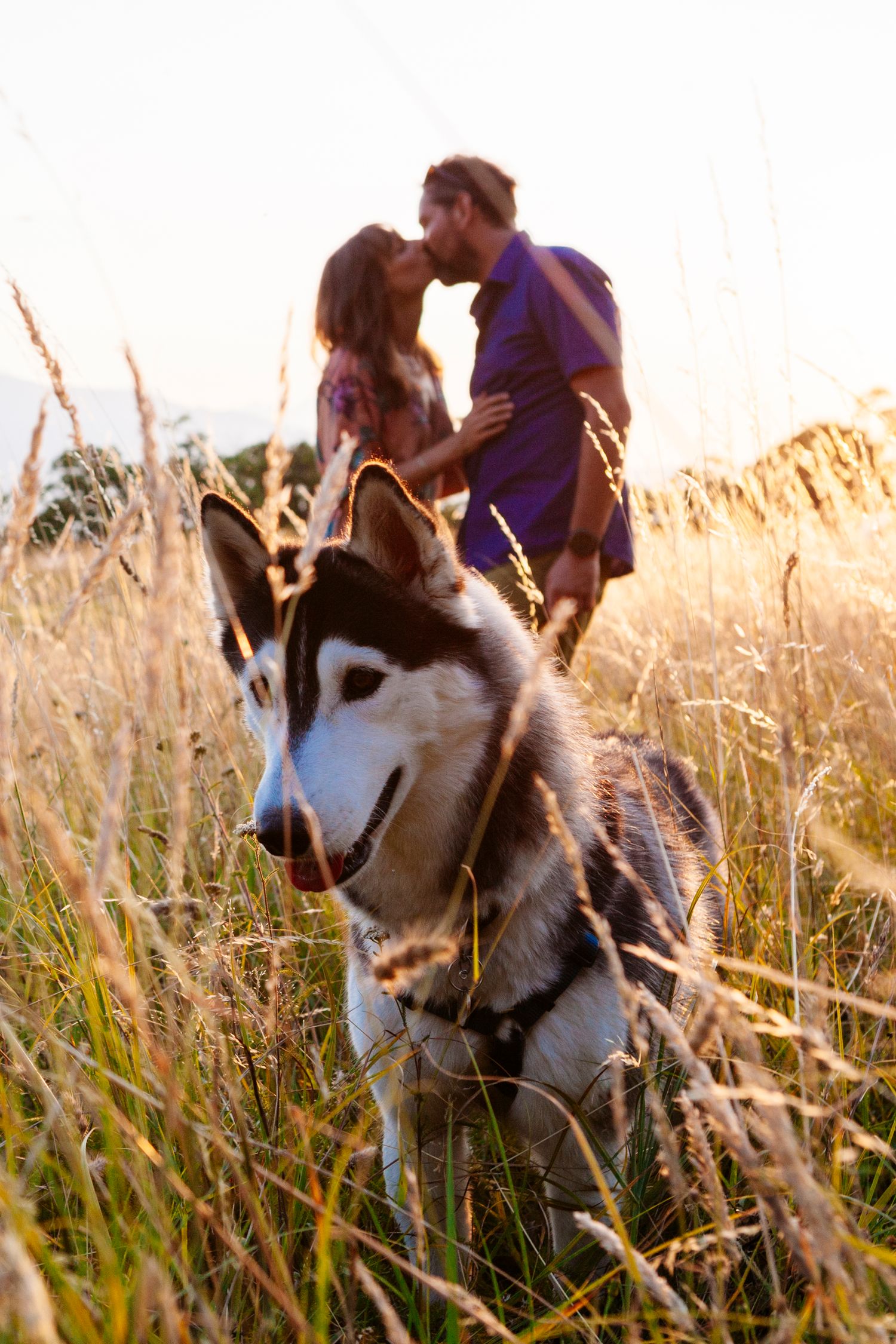 husky dog takes centre stage during sunset engagement photo shoot in Tuscany