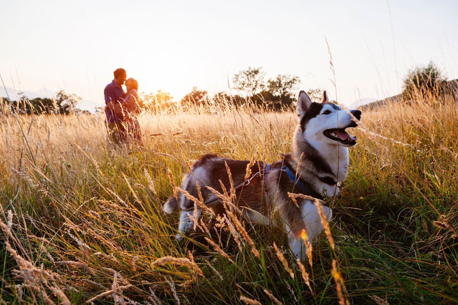 dogs at engagement photography shoots