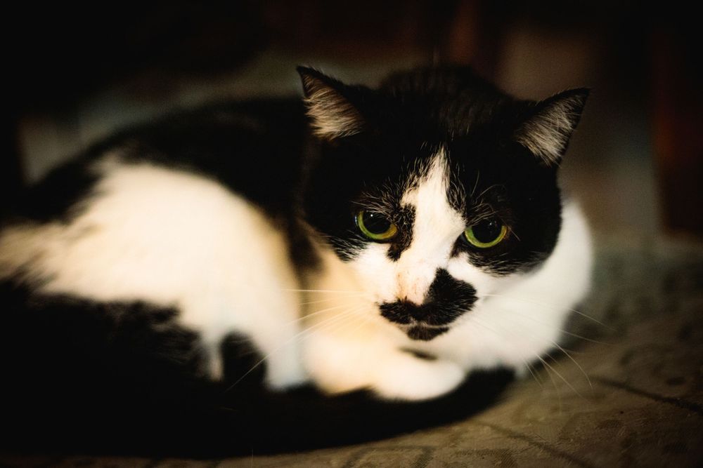 Sally, cat from Memorabilia Studio