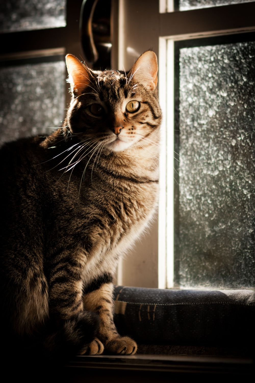 Risquinhas, cat from Memorabilia Studio