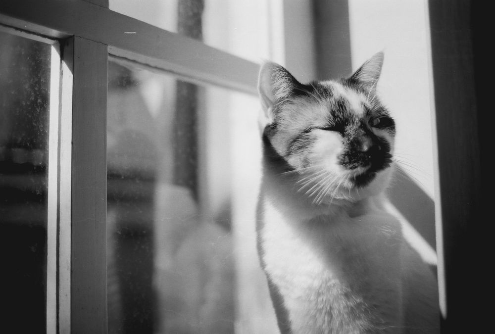 Peregrina, cat from Memorabilia Studio in the warm sun.