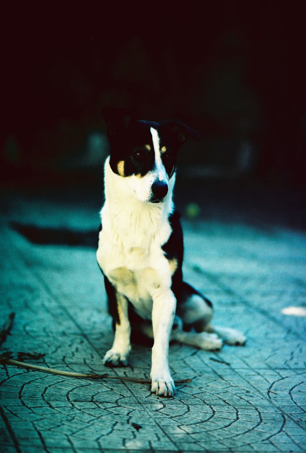 Tobias, dog from Memorabilia Studio