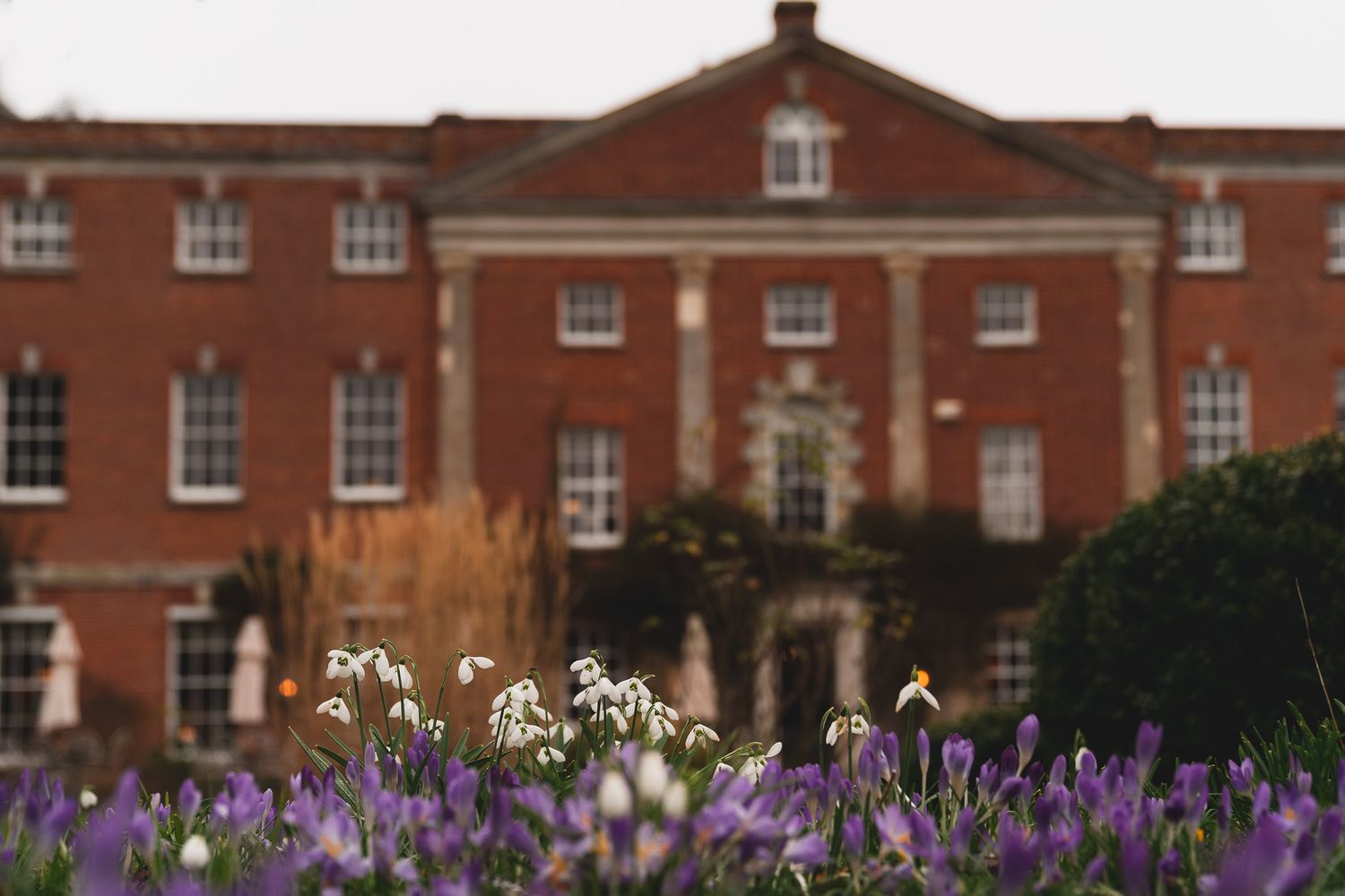 View of 10 Castle Street, Dorset wedding venue, through crocuses and snowdrops.