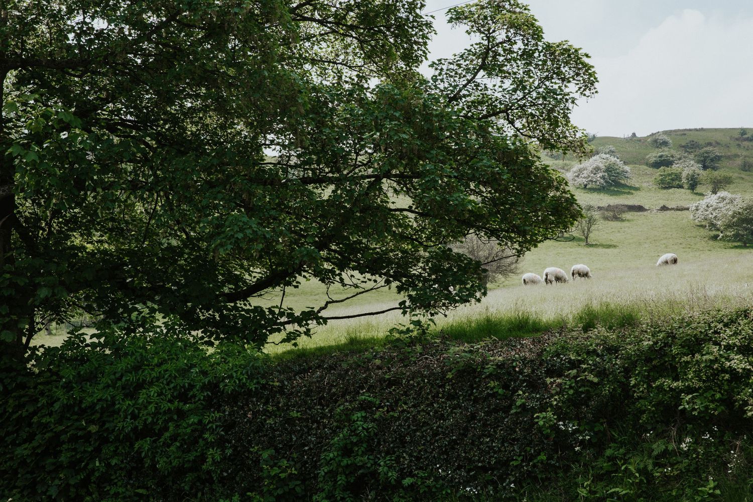 Losehill House Hotel Wedding