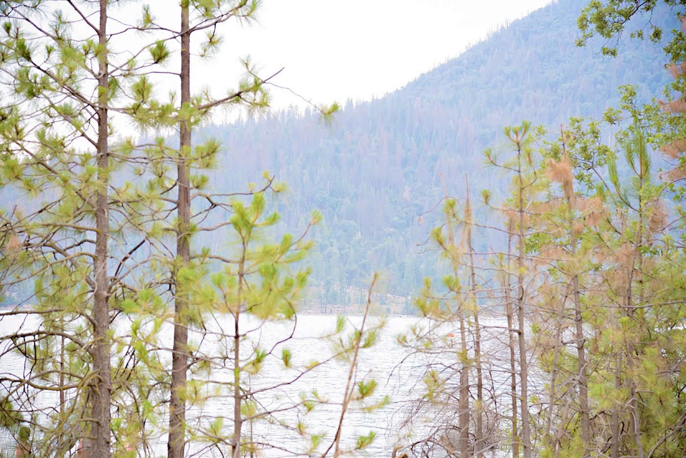 bass lake California destination wedding reception