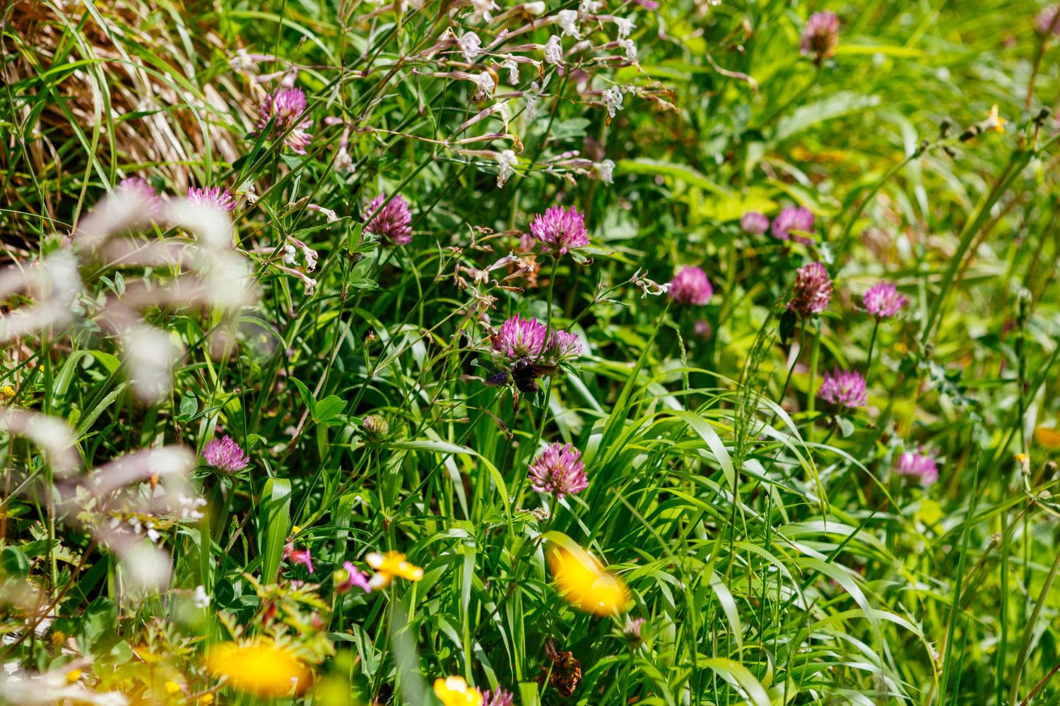 wildflowers in Tuscany