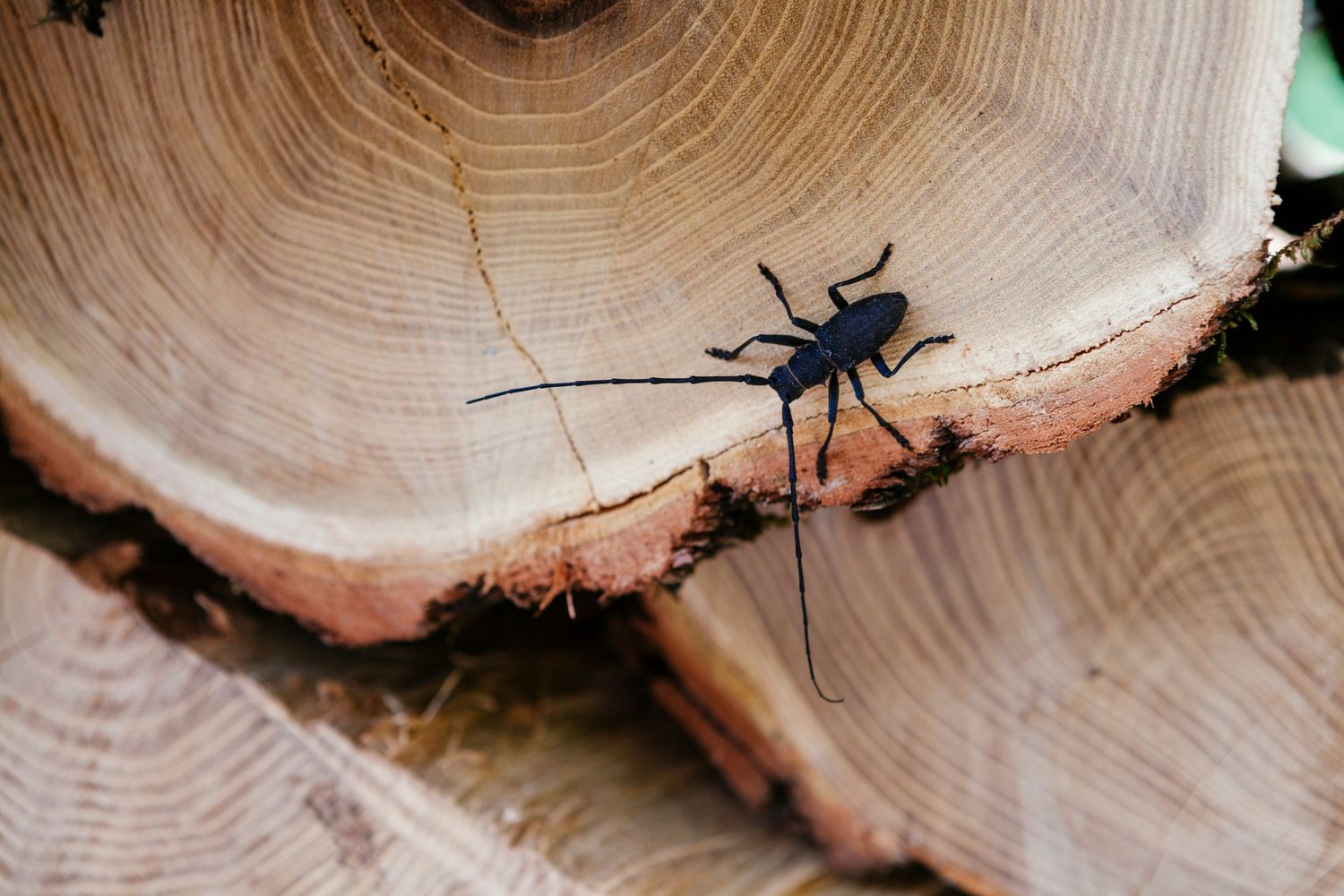 bettle in Tuscany