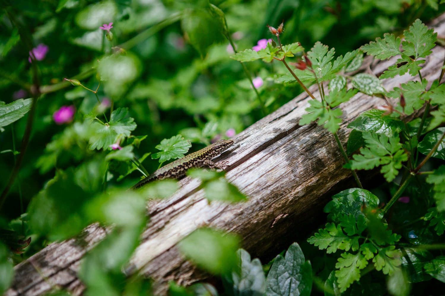 lizard in Tuscany