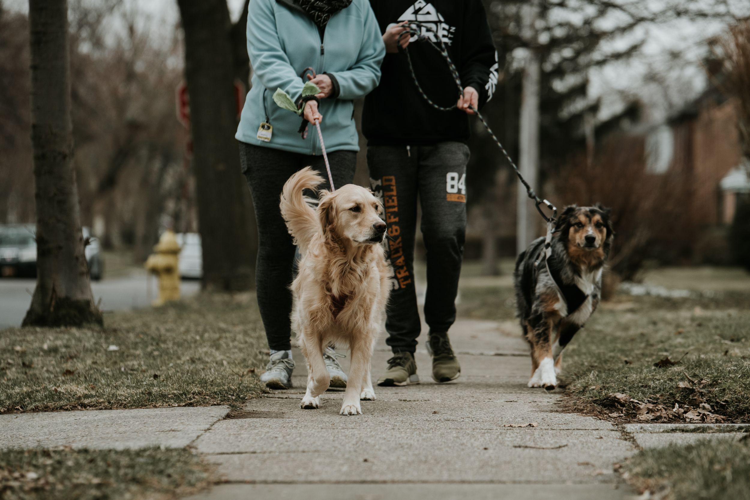 australian shepherd and golden retriever on a walk wearing kona leashes