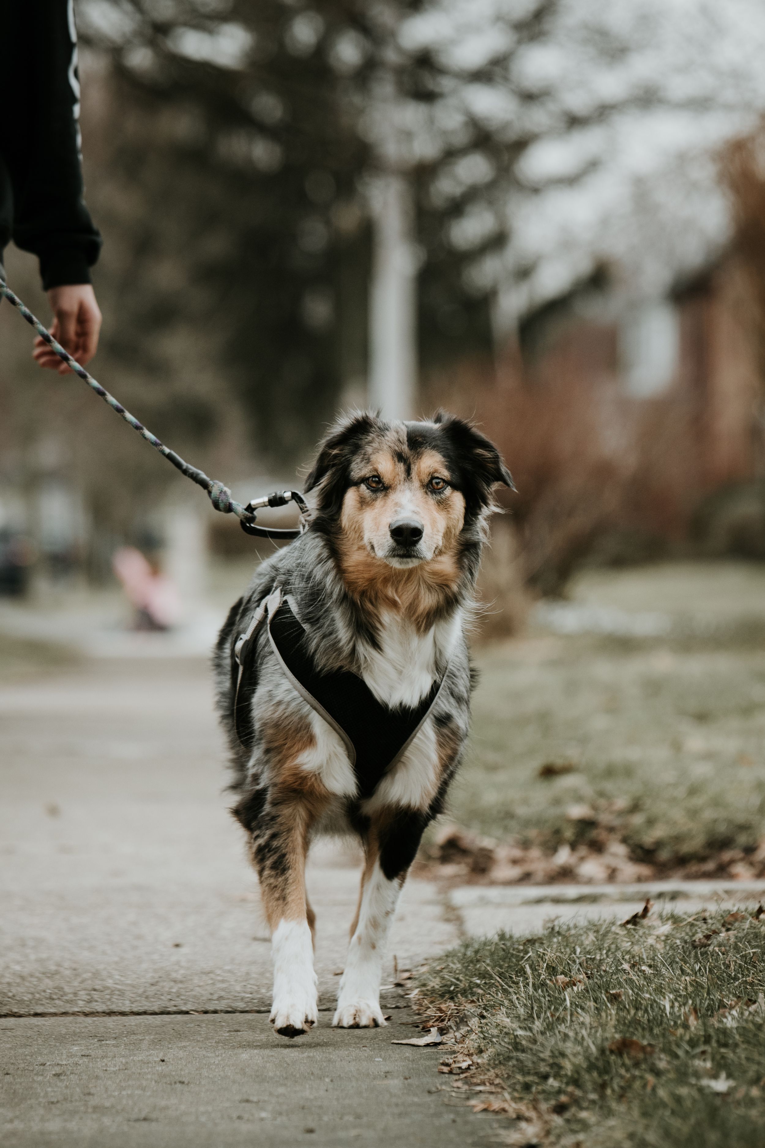 australian shepherd on a walk using a kona leash