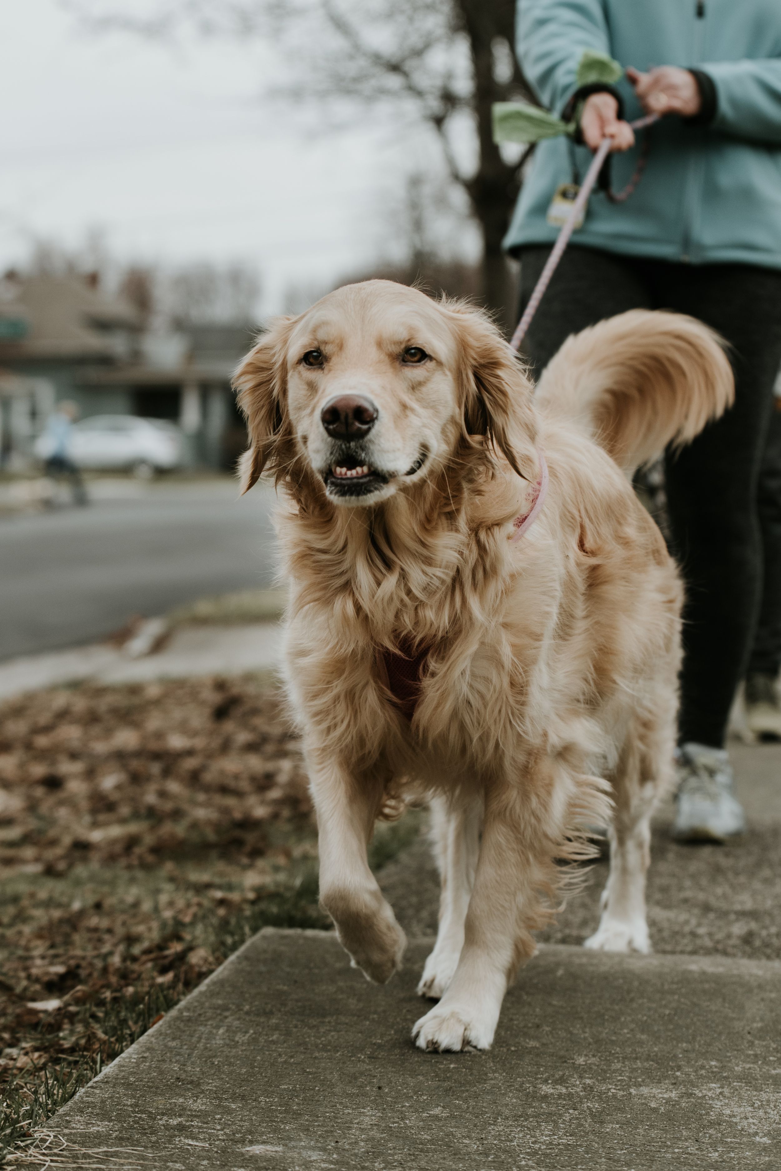 golden retriever outfor a walk wearing a kona leash