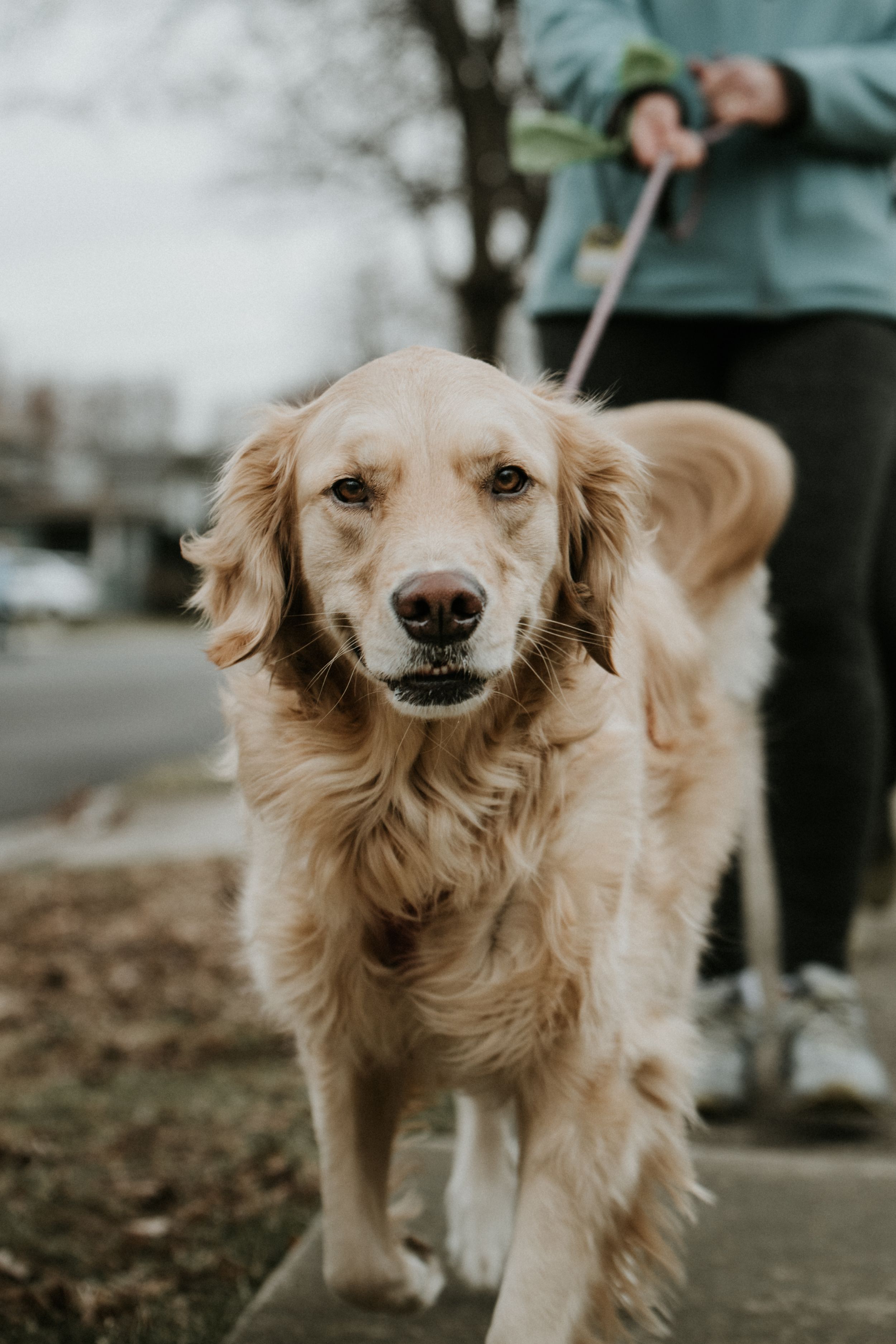 golden retriever on a walk around the nieghborhood in buffalo amherst ny wearing a kona leash