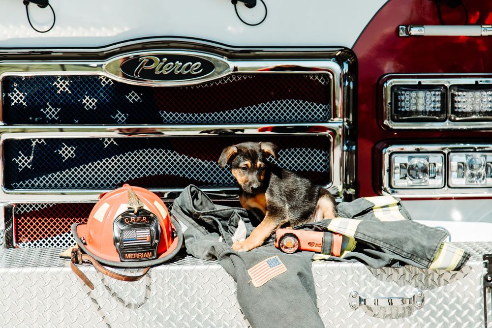 rifle animal shelter, dog, fire department