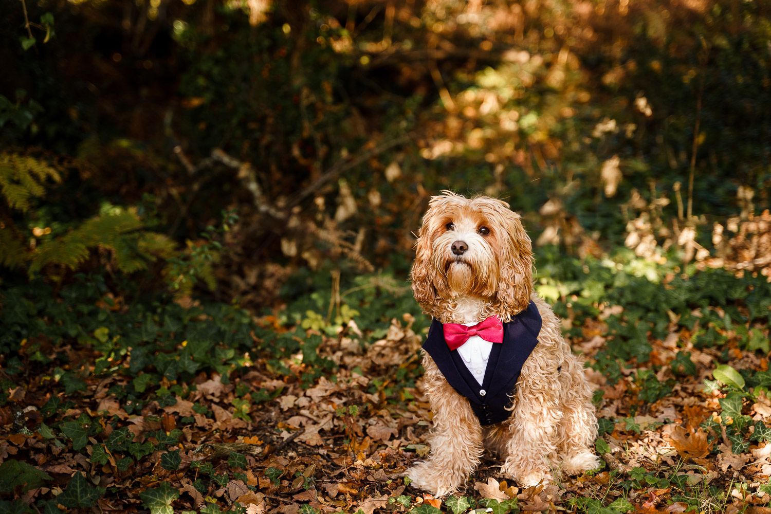 Cockapoo wearing a wedding tuxedo at an autumnal outdoor wedding. Top 10 dog-friendly wedding tips.