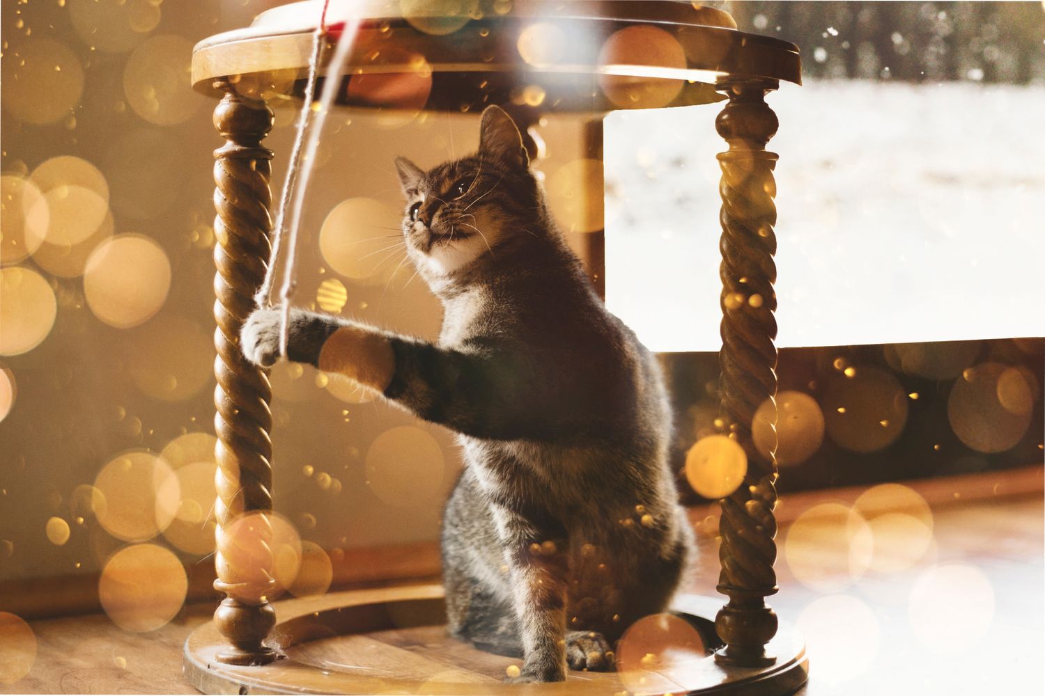 Animal fotoshooting cat