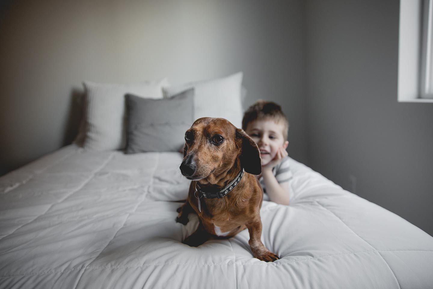 dachshund sitting on bed with little boy