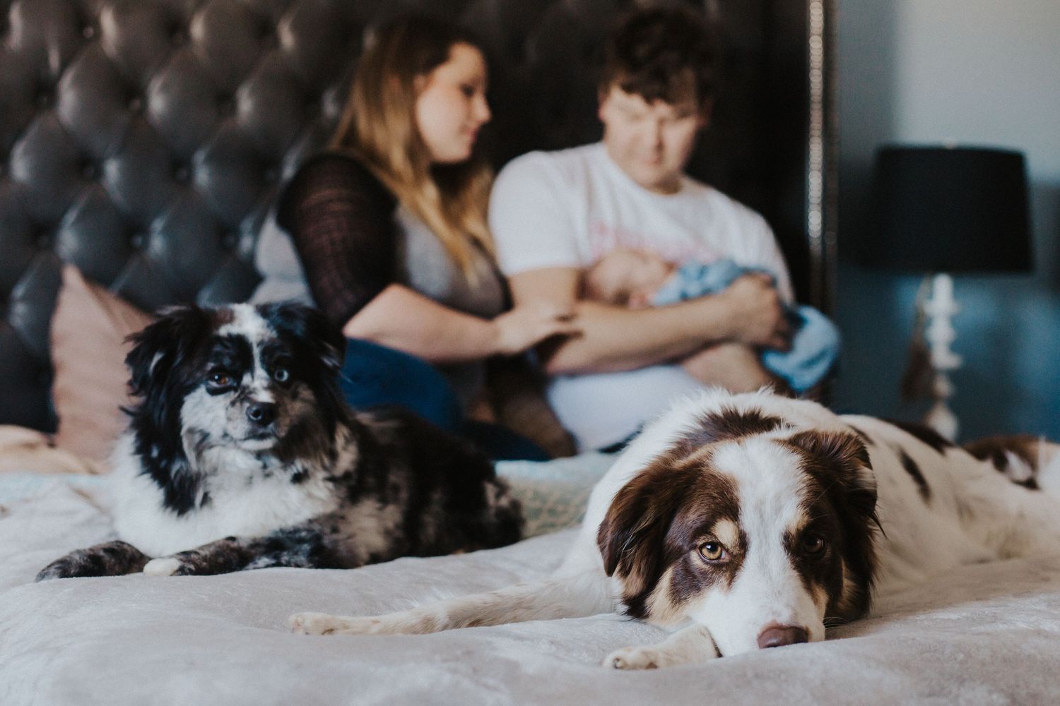 parents sit on bed looking at baby with dogs in front