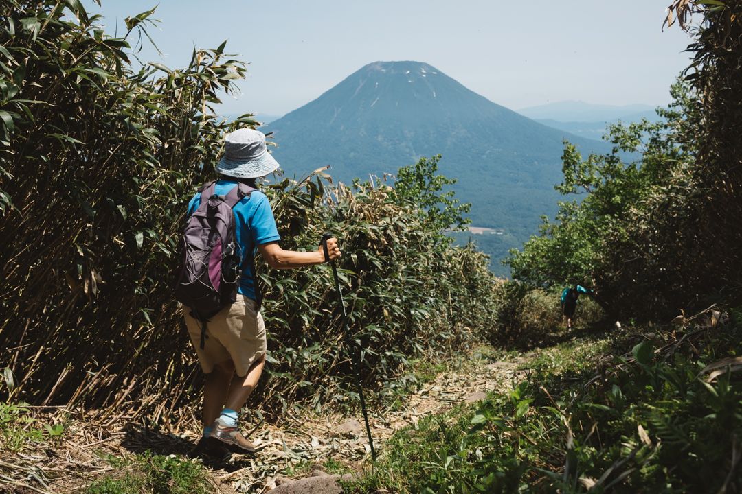 Mountain hiker surrounded by sassa bamboo in Niseko Japan, view of Mount Yotei volcano, Hokkaido