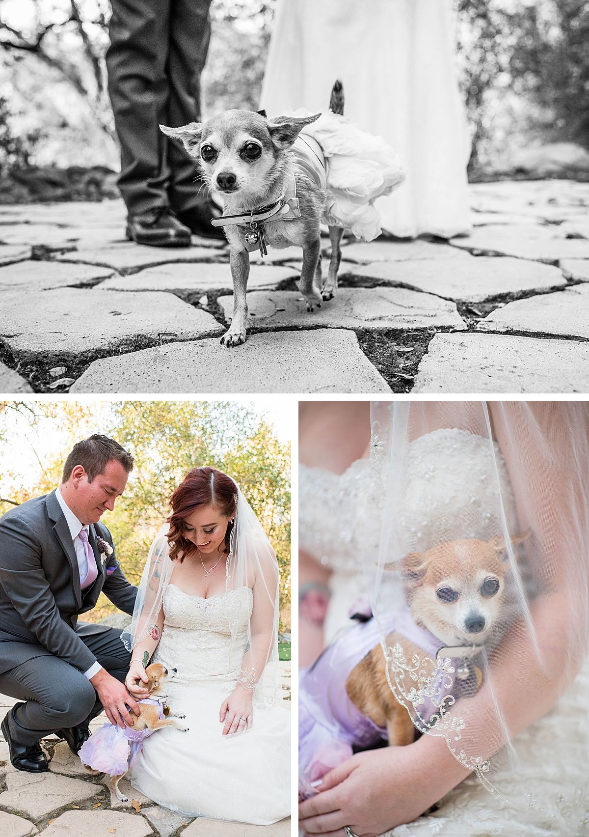 sequoia national park three rivers white horse inn wedding ceremony