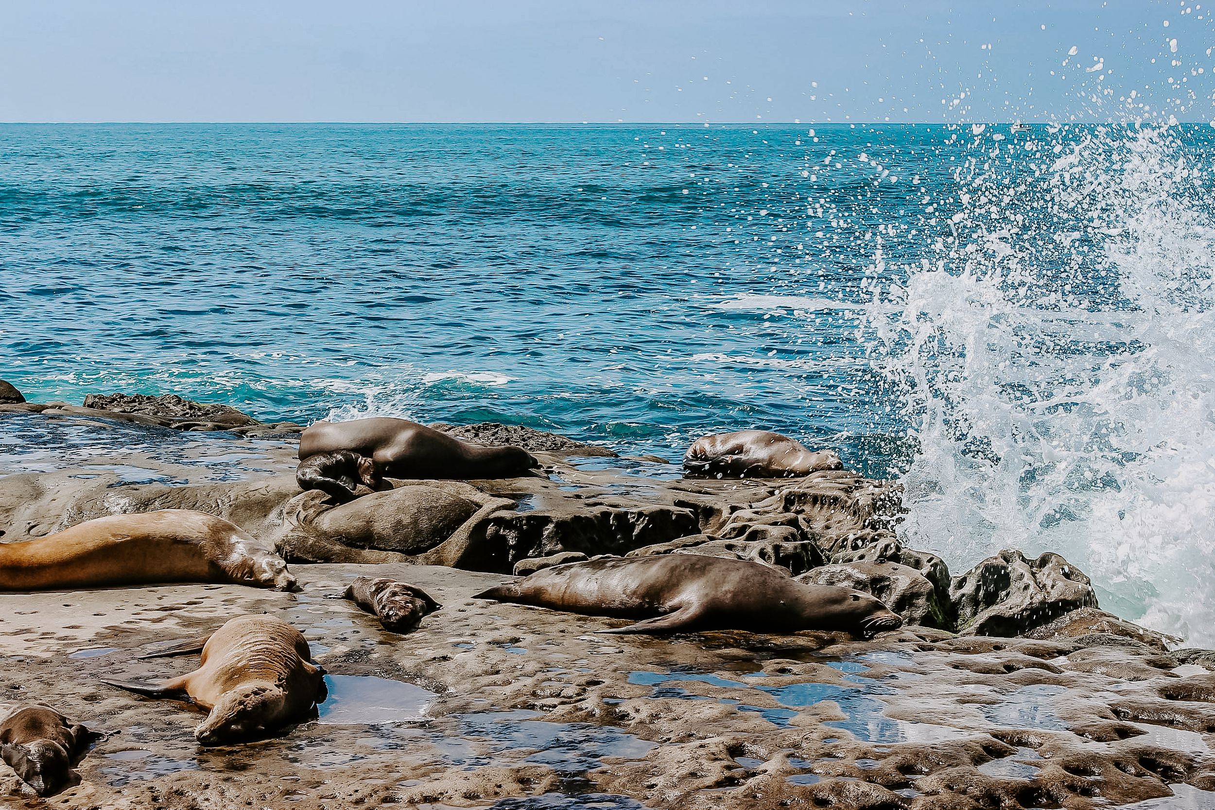 seals sitting on rocks while water splashes up near them in San Diego