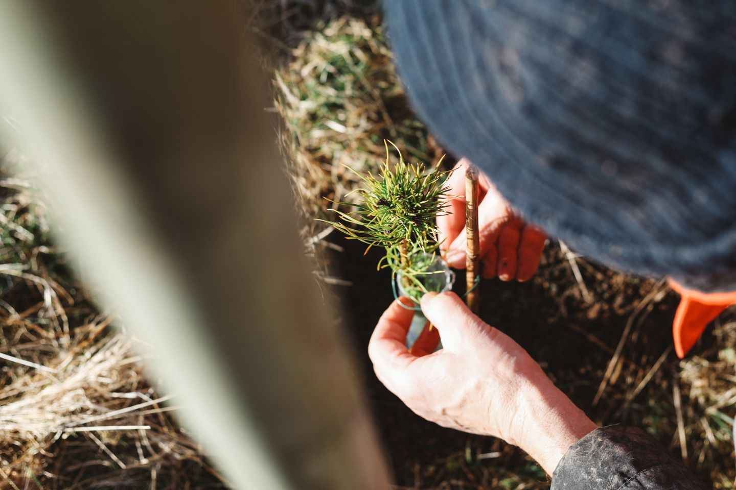 Tree planting Scotland as part of a sustainable business