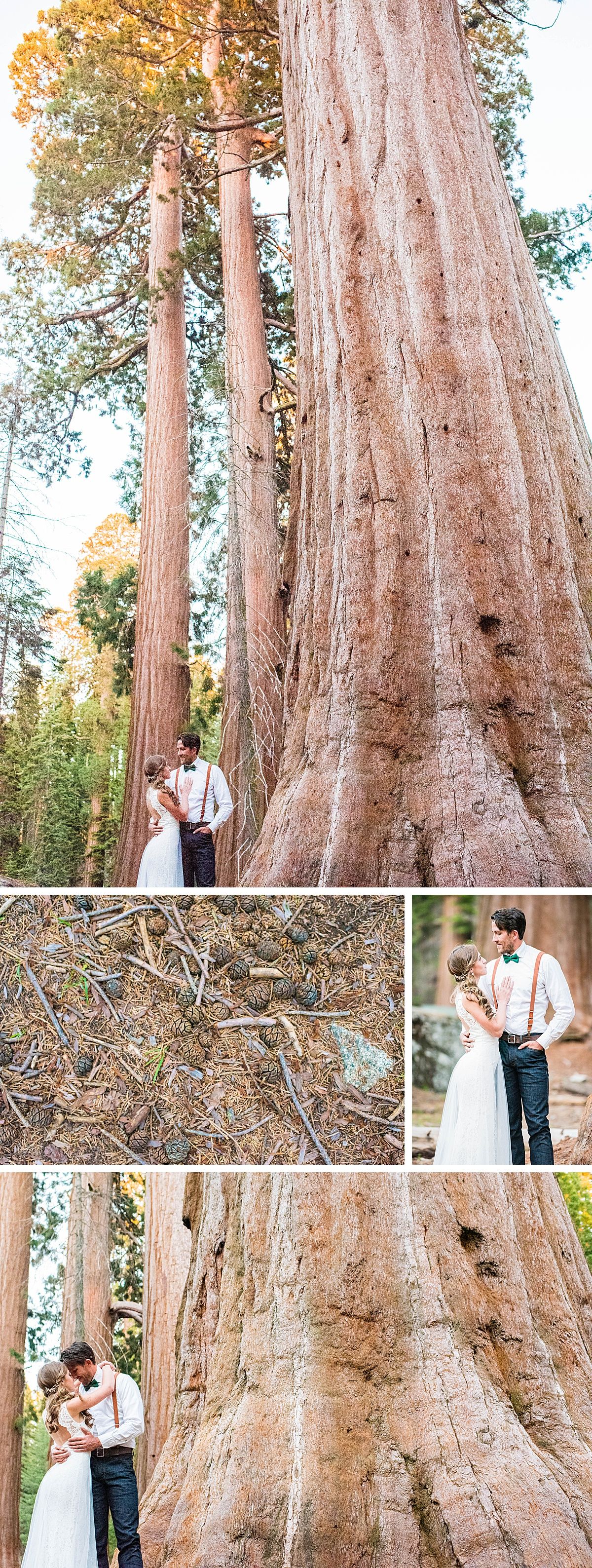 sequoia national beetle rock wedding adventure destination