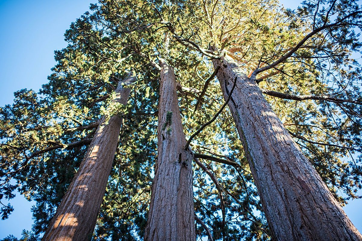 Sequoia National Park Central Valley California Three Rivers wedding