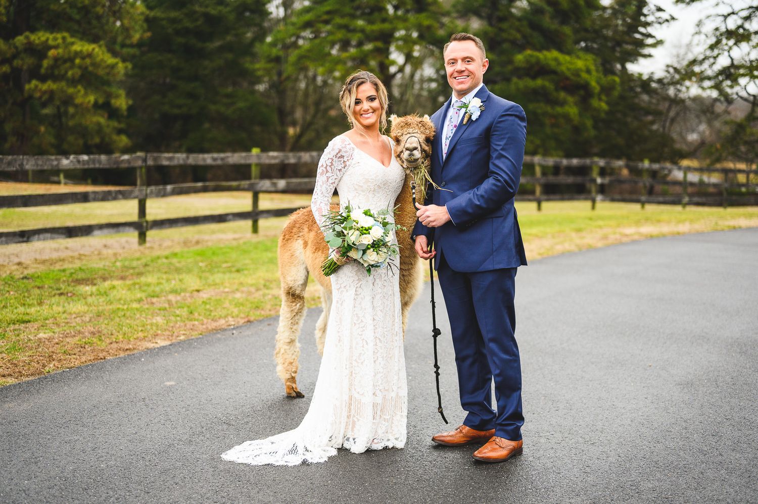 bride and groom alpaca portrait at Edel Haus alpaca farm